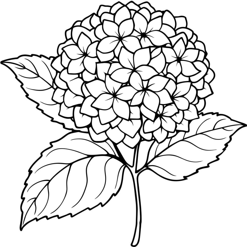 Hydrangea flower plant outline illustration coloring book page design, Hydrangea flower plant black and white line art drawing coloring book pages for children and adults vector