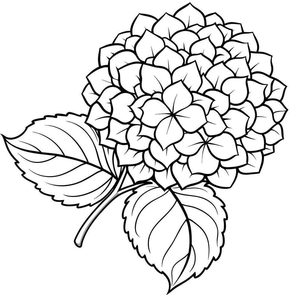 Hydrangea flower plant outline illustration coloring book page design, Hydrangea flower plant black and white line art drawing coloring book pages for children and adults vector