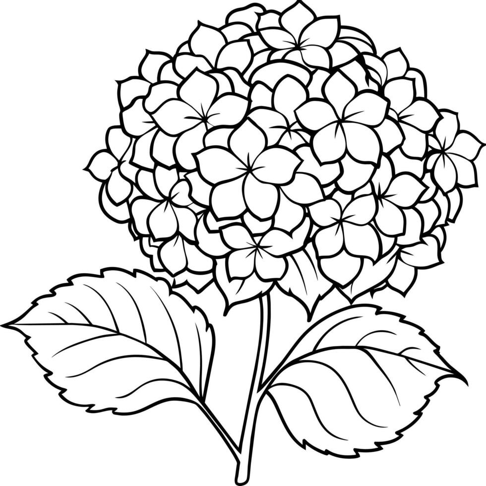 Hydrangea flower plant outline illustration coloring book page design, Hydrangea flower plant black and white line art drawing coloring book pages for children and adults vector