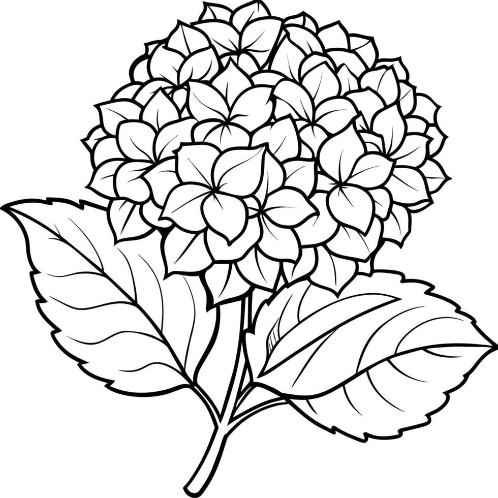 Hydrangea flower plant outline illustration coloring book page design, Hydrangea flower plant black and white line art drawing coloring book pages for children and adults vector