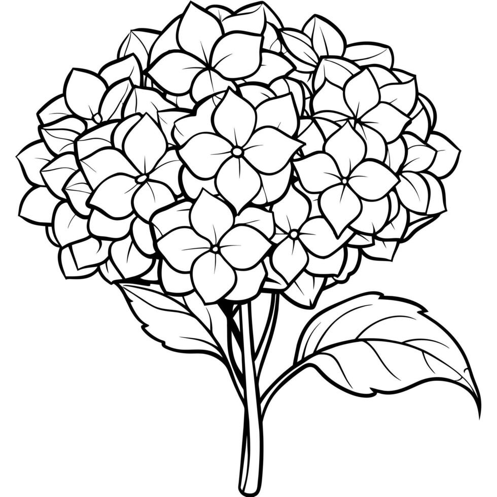 Hydrangea Flower Bouquet outline illustration coloring book page design, Hydrangea Flower Bouquet black and white line art drawing coloring book pages for children and adults vector