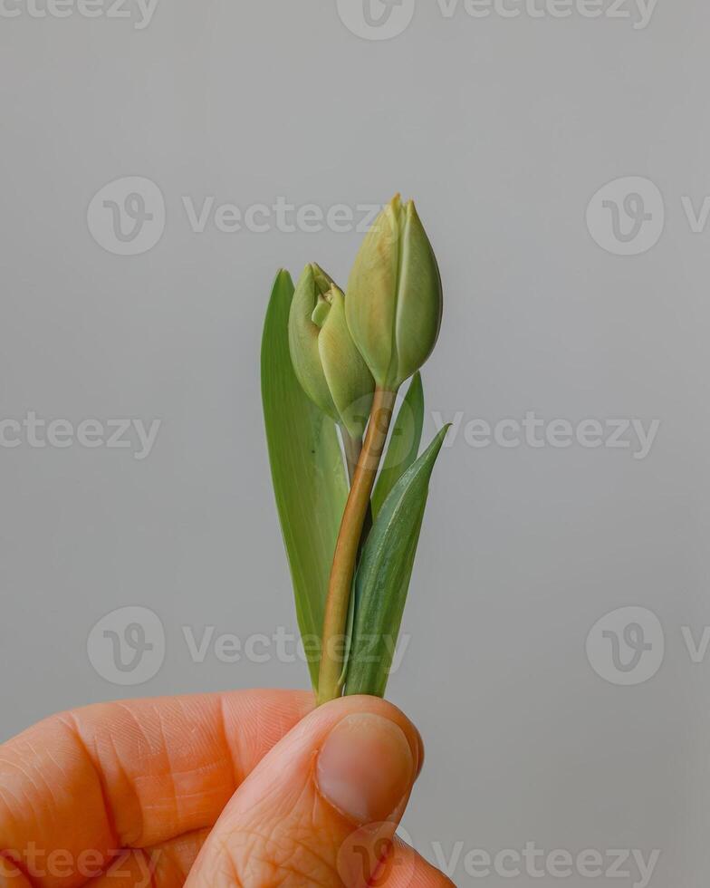 a close-up of a hand holding a single tulip bud with green leaves against a neutral gray background photo