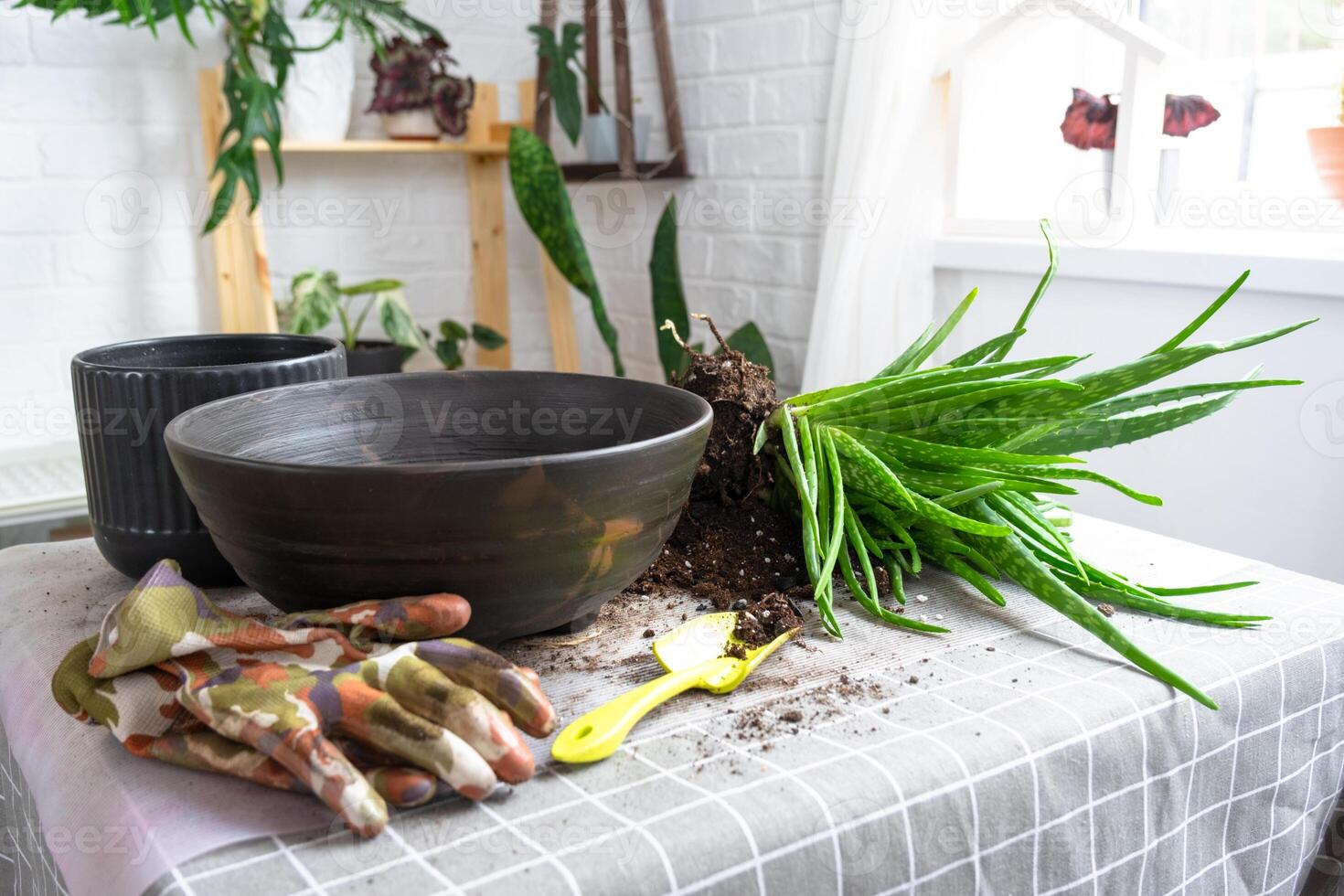 Potting, transplanting and reproduction is the separation of the children of the Aloe Vera plant. Succulent on the table, pot, soil, scoop photo