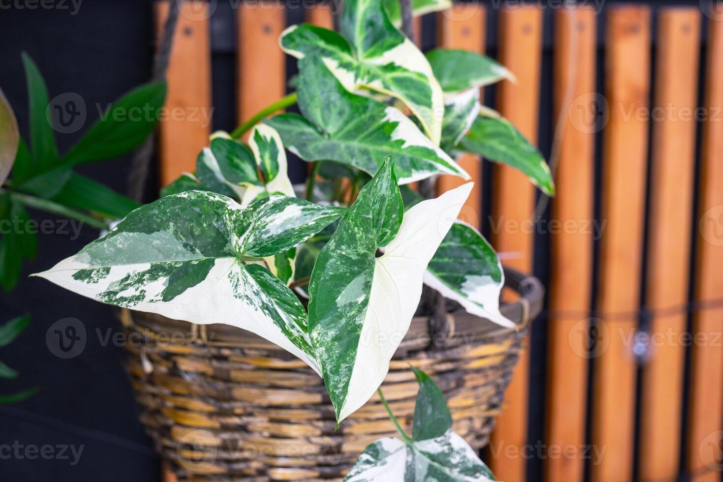 Variegate leaves of the Imperial White syngonium in close-up in a wicker pot against a loft-style rack background photo