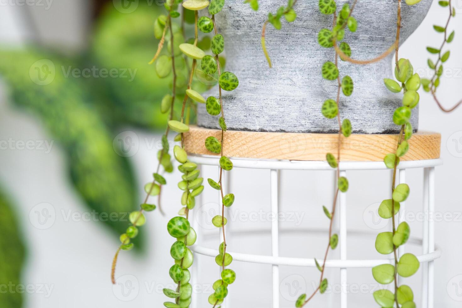 Long lashes of peperomium prostrate in a concrete pot hang with round turtle leaves. Peperomy close-up in the interior on a white background, an ornamental plant photo