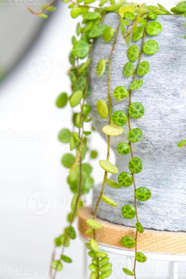 largo latigazos de peperomio postrado en un hormigón maceta colgar con redondo Tortuga hojas. peperomia de cerca en el interior en un blanco fondo, un ornamental planta foto