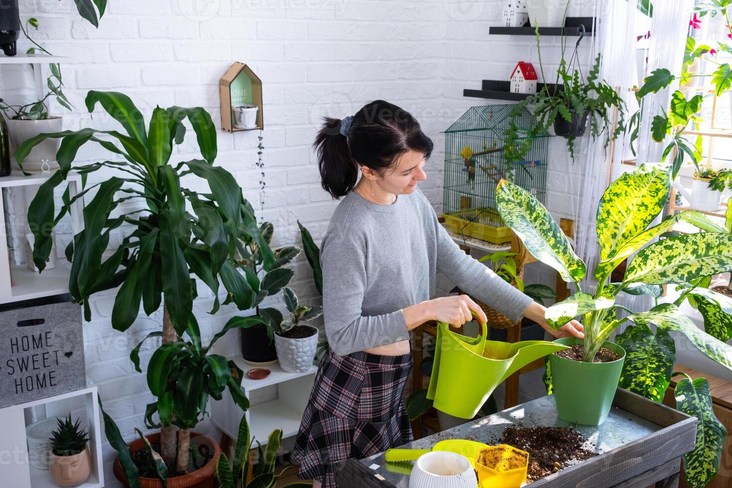 Repotting and caring home plant dieffenbachia Banana into new pot in home interior. Woman breeds and grows plants as a hobby, holds Varietal diffenbachia with large spotted leaves, large size photo