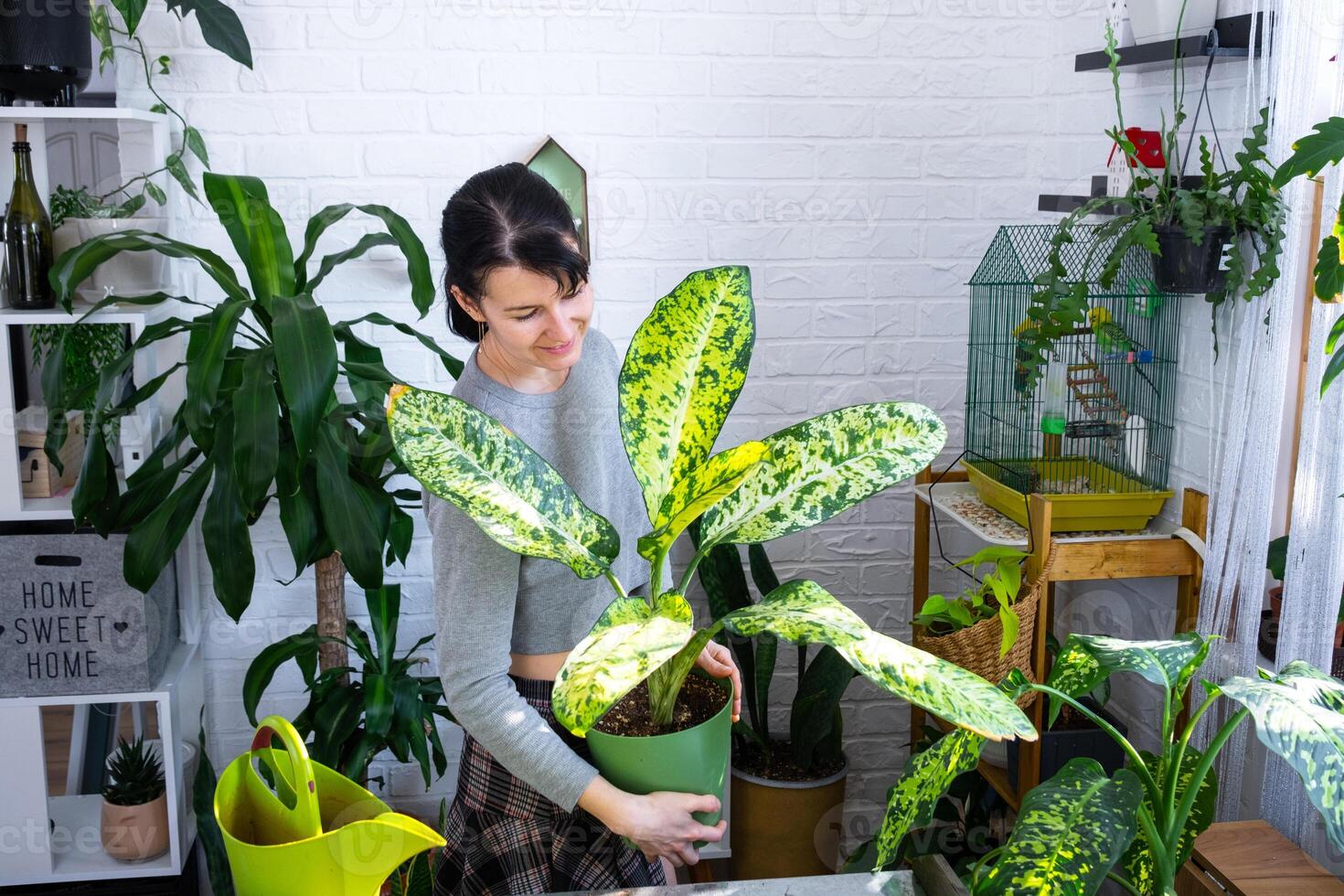 Repotting and caring home plant dieffenbachia Banana into new pot in home interior. Woman breeds and grows plants as a hobby, holds Varietal diffenbachia with large spotted leaves, large size photo