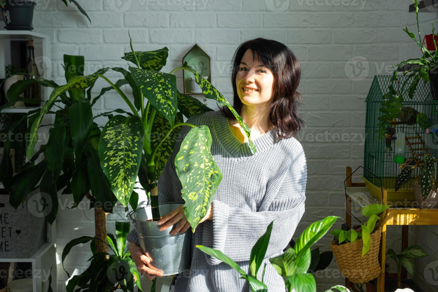 Repotting and caring home plant dieffenbachia Cheetah into new pot in home interior. Woman breeds and grows plants as a hobby, holds Varietal diffenbachia with large spotted leaves, large size photo
