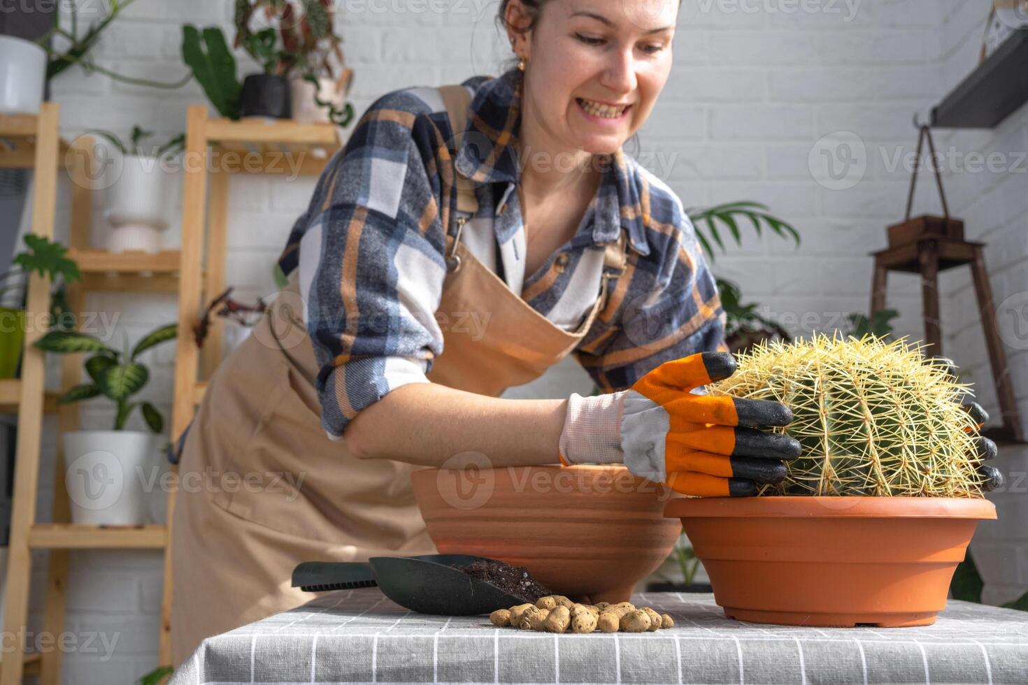 Repotting overgrown home plant large spiny cactus Echinocactus Gruzoni into new bigger pot. A woman in protective gloves holds the cactus carefully, afraid of getting pricked photo