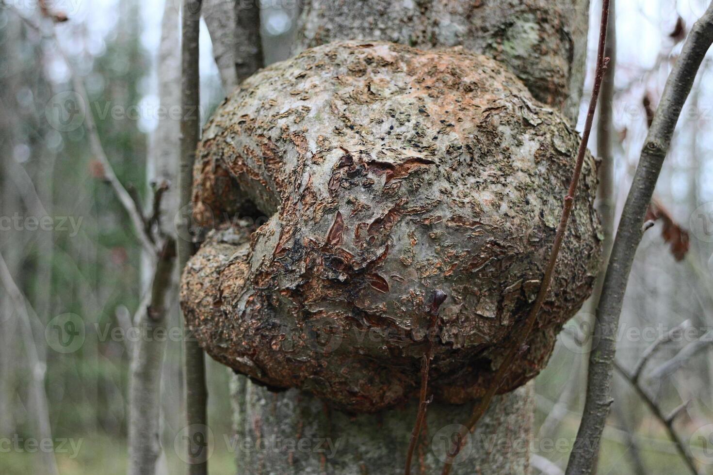 round burl on an aspen trunk, big as a soccer ball photo