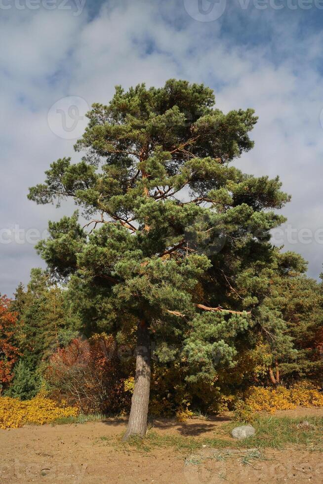 hermosa grande pino árbol, otoño paisaje, nublado cielo soleado día foto