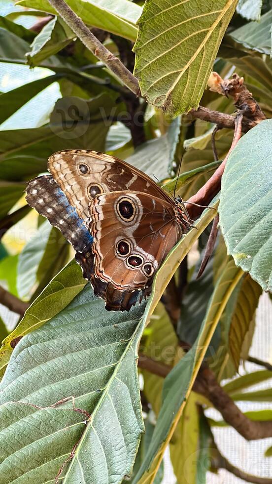 Majestic Butterfly RestingClose-up of a vibrant butterfly with patterned wings resting on a green leaf, showcasing nature's beauty. photo