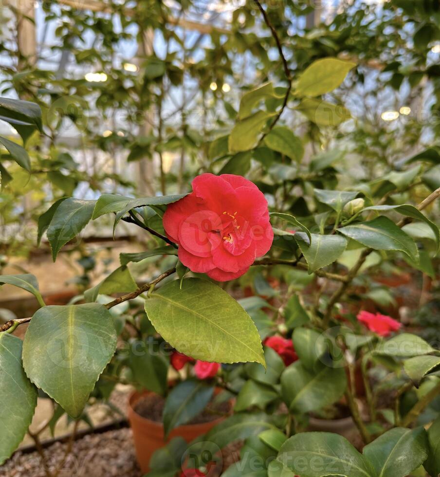 A single radiant red camellia flower with lush green leaves in a tranquil greenhouse setting, showcasing natural beauty photo