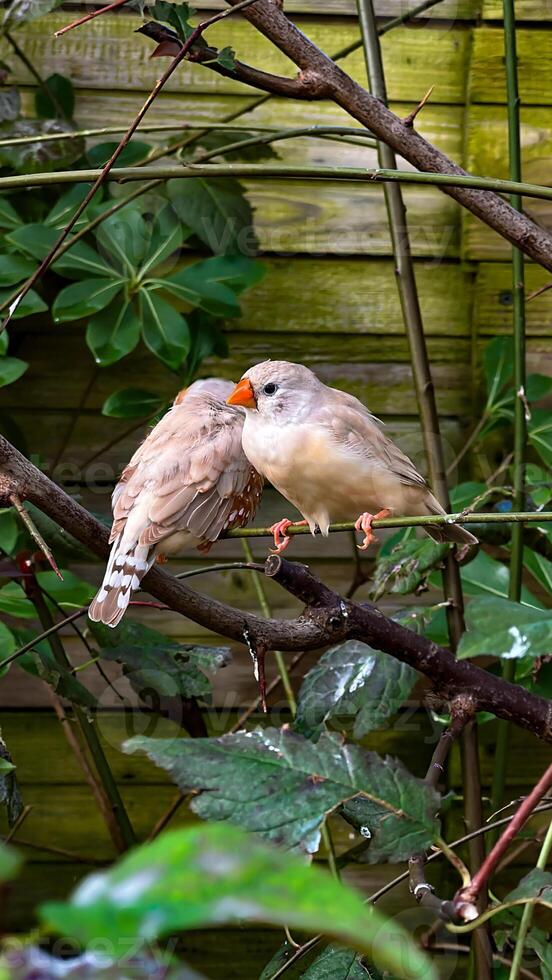 Two zebra finches perched closely on a branch, showcasing their vivid plumage and the affectionate nature of these social birds photo