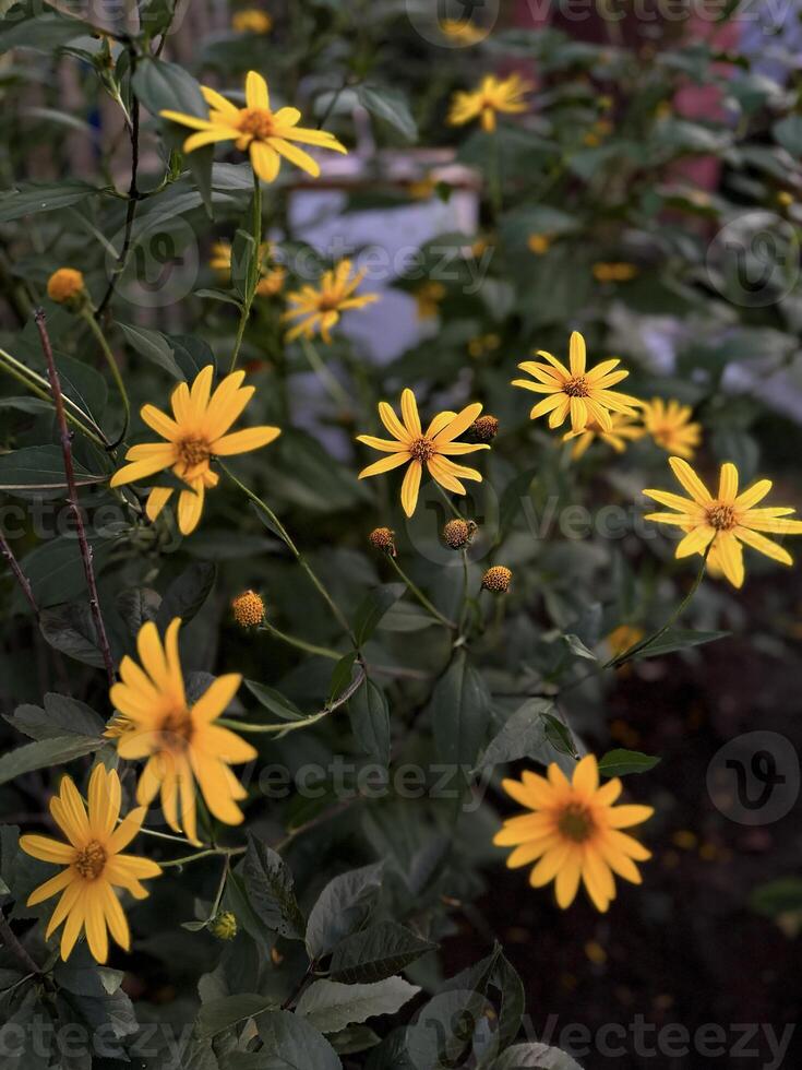 Close-up of fresh yellow daisies with rich green leaves, capturing the natural beauty and bright colors of garden flowers photo