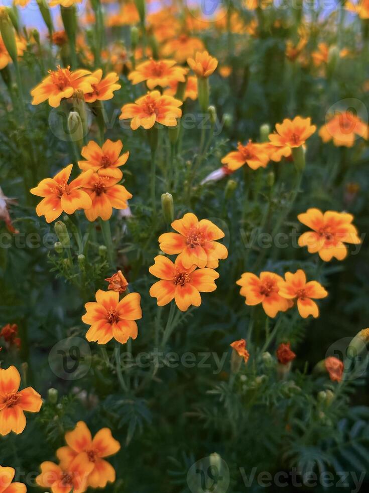 Close-up of vivid orange marigolds flourishing in a lush garden, showcasing the beauty of spring florals with a soft-focus background photo