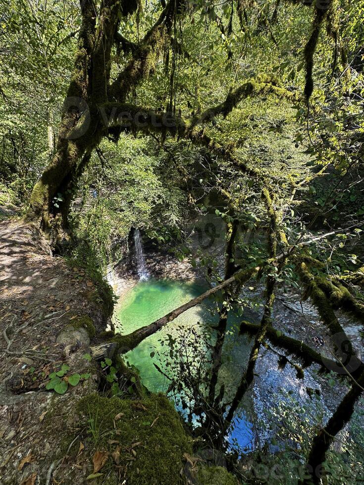 tranquilo cascada y claro estanque en un lozano verde bosque con luz de sol filtración mediante hojas foto