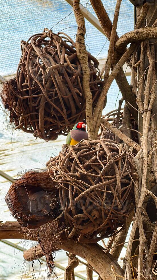 A colorful finch peeks from tangled branches, a natural and serene wildlife moment captured in sharp detail photo