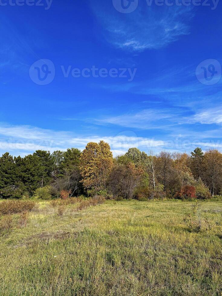 Vivid autumn landscape with a clear blue sky over a tranquil field, transitioning trees marking the change of seasons photo