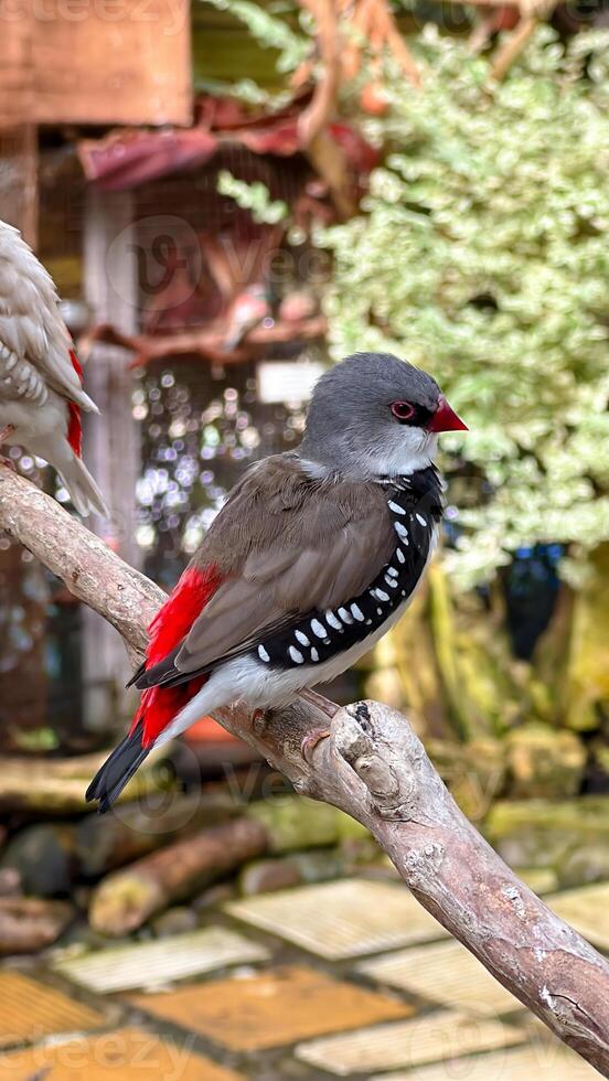 Close-up of a vibrant finch with red tail perched on a branch, displaying its detailed plumage in a natural environment photo