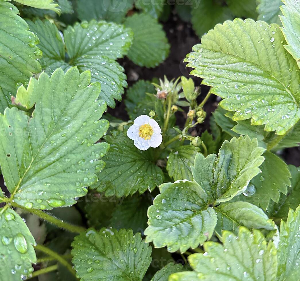 de cerca de vibrante fresa hojas y un soltero floreciente flor con agua gotas en el follaje, capturar el esencia de un rociado Mañana en naturaleza. foto