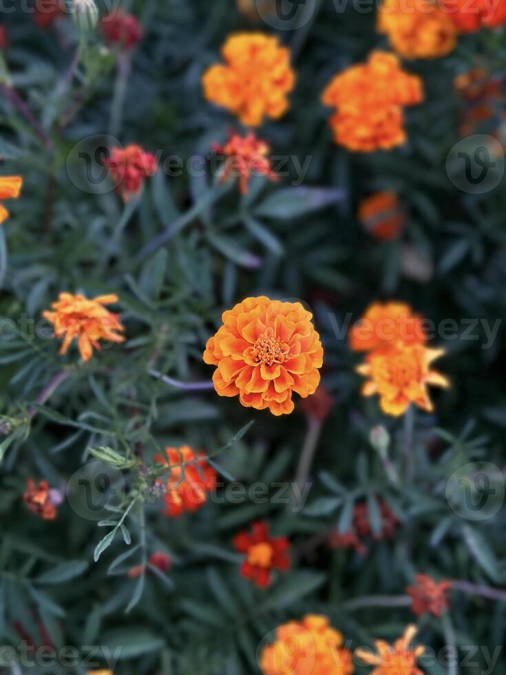 brillante naranja maravilla flores en agudo detalle, con un bokeh efecto fondo, exhibiendo el belleza de naturaleza foto