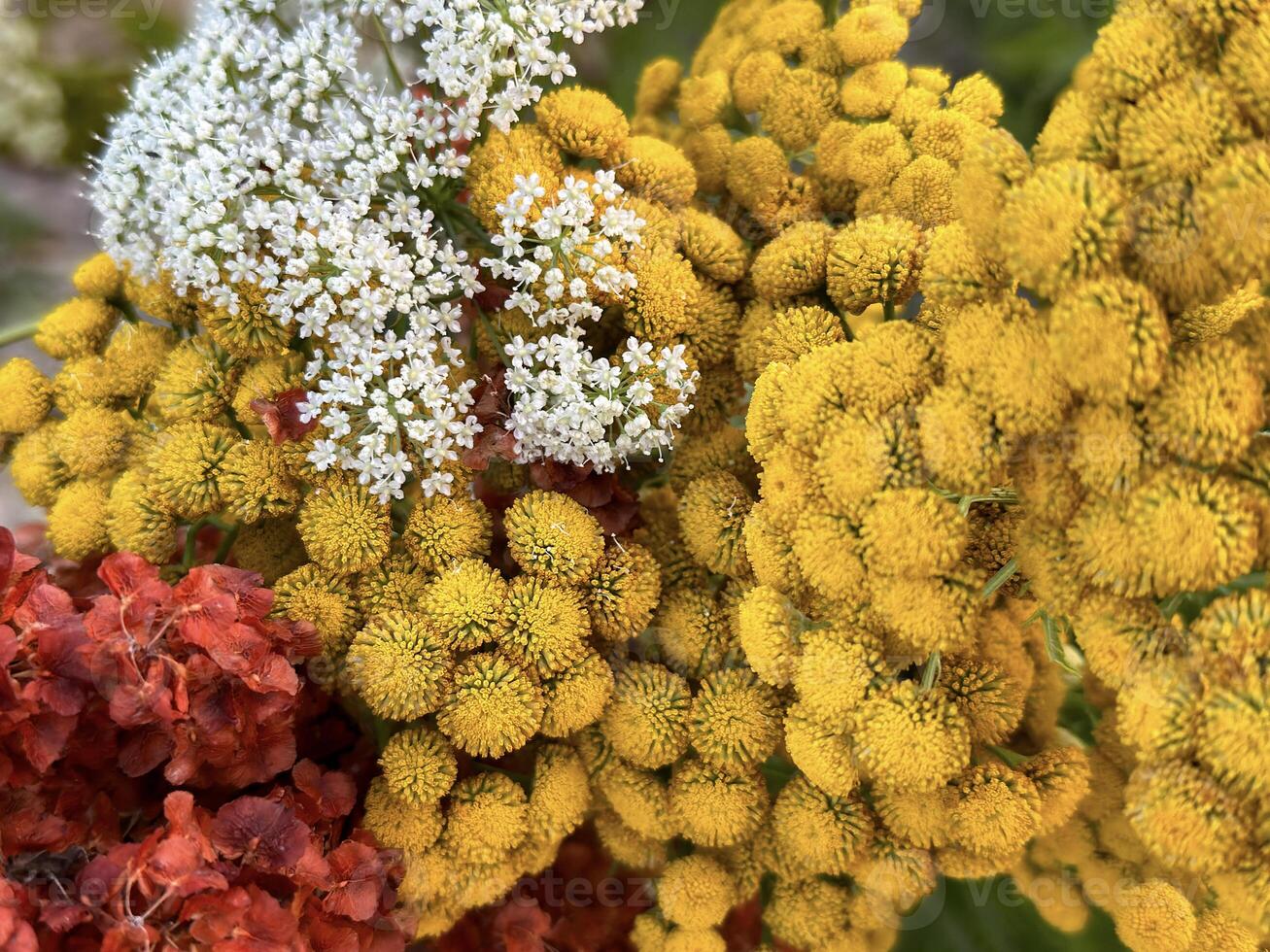 Close-up of a rich tapestry of wildflowers featuring bright yellow clusters and delicate white blooms, perfect for vibrant summer visuals photo