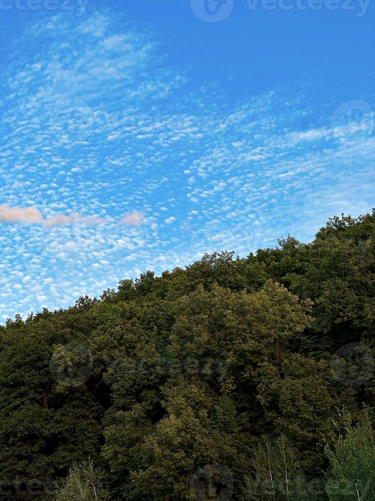 Crisp view of altocumulus clouds scattered across a blue sky, with a lush green forest canopy filling the lower frame photo