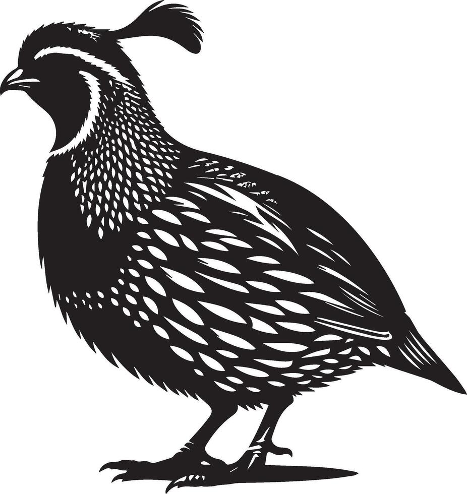 Quail silhouette design icon, Quail design isolated on white background. vector