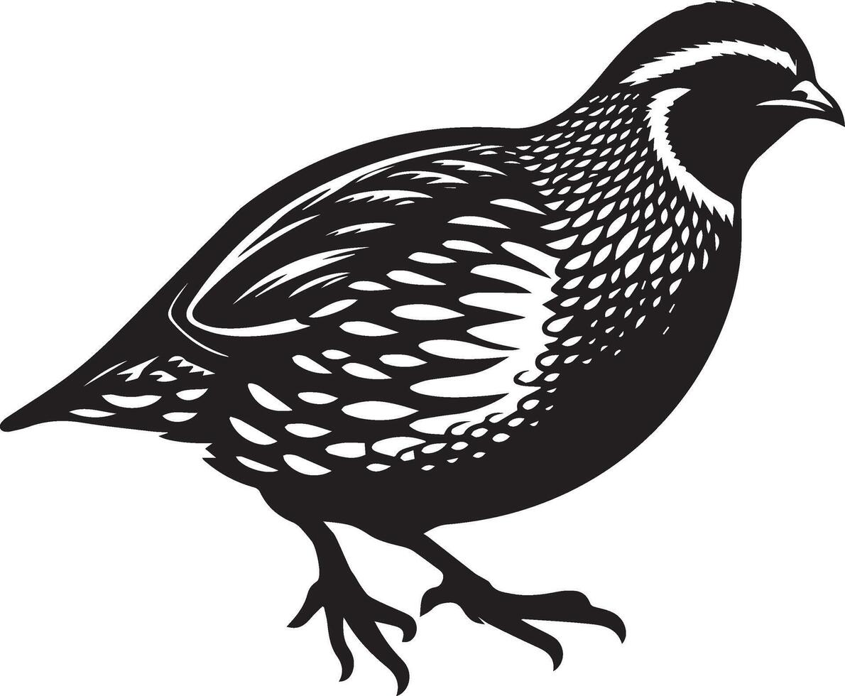 Quail silhouette design icon, Quail design isolated on white background. vector