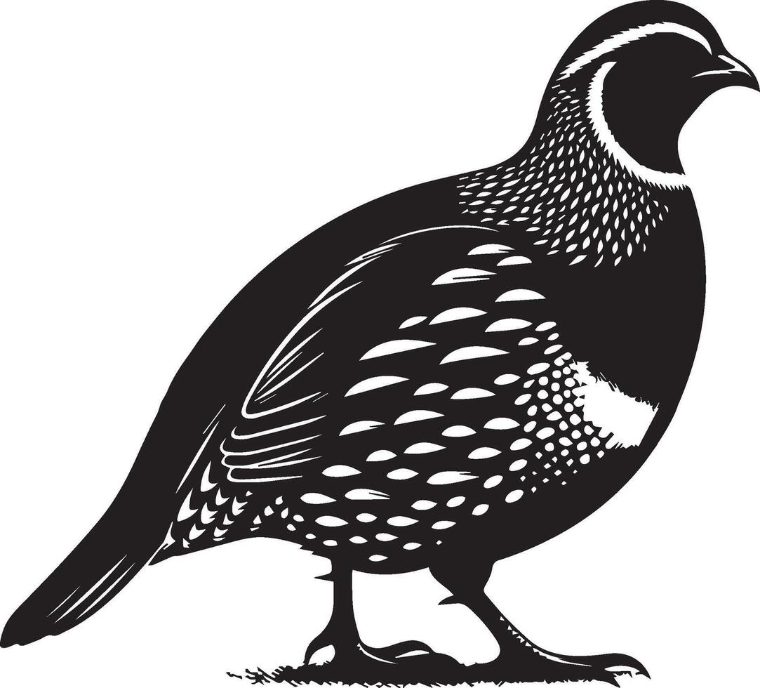 Quail silhouette design icon, Quail design isolated on white background. vector