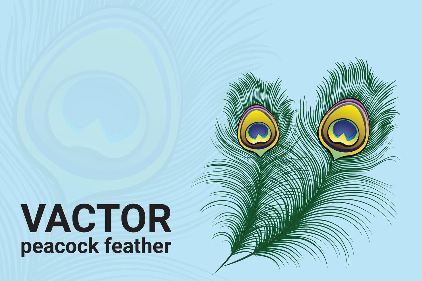 Peacock feather isolated icon vector