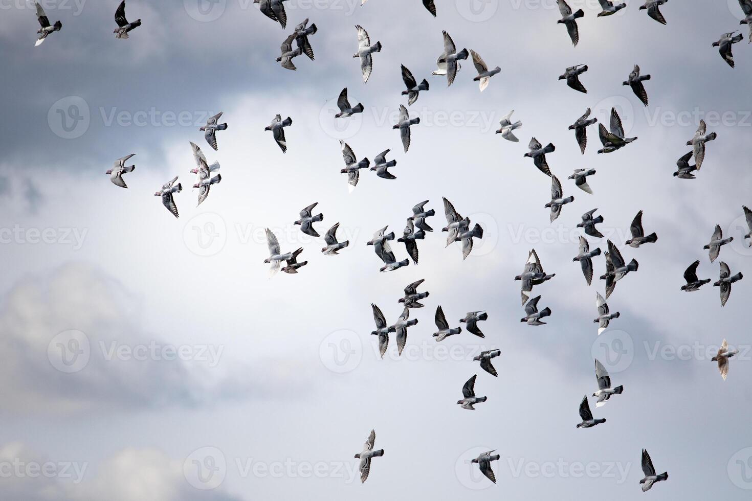 group homing pigeon flying against cloudy sky photo