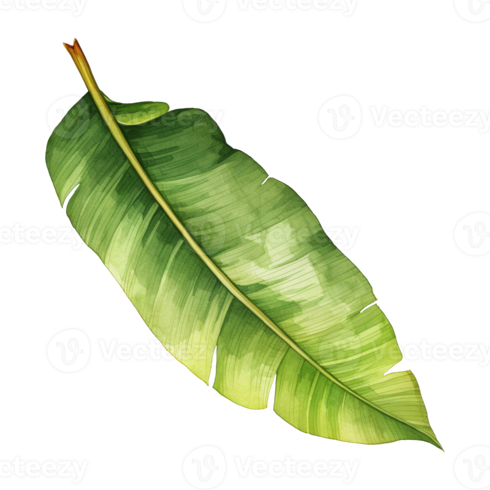 Banana Leaf Isolated Detailed Watercolor Hand Drawn Painting Illustration png