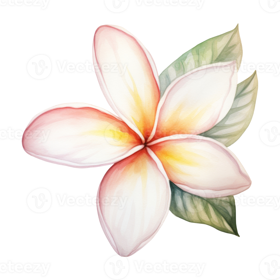 Plumeria Flower Isolated Detailed Watercolor Hand Drawn Painting Illustration png