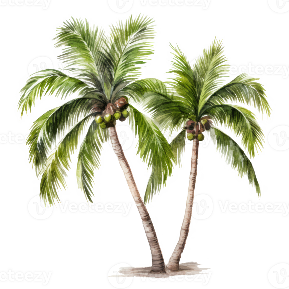 Palm tree Isolated Detailed Watercolor Hand Drawn Painting Illustration png