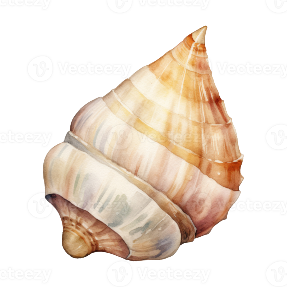 hermit shell Isolated Detailed Watercolor Hand Drawn Painting Illustration png