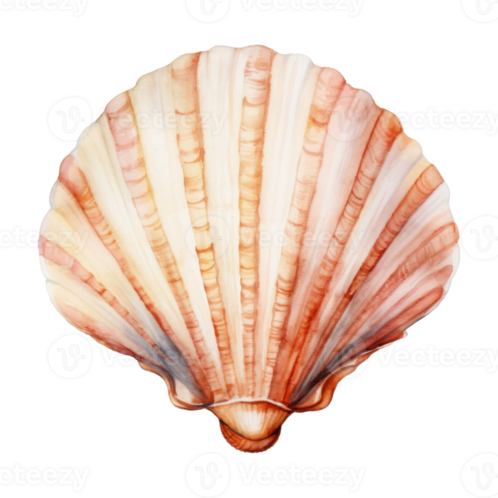 Seashell Isolated Detailed Watercolor Hand Drawn Painting Illustration png