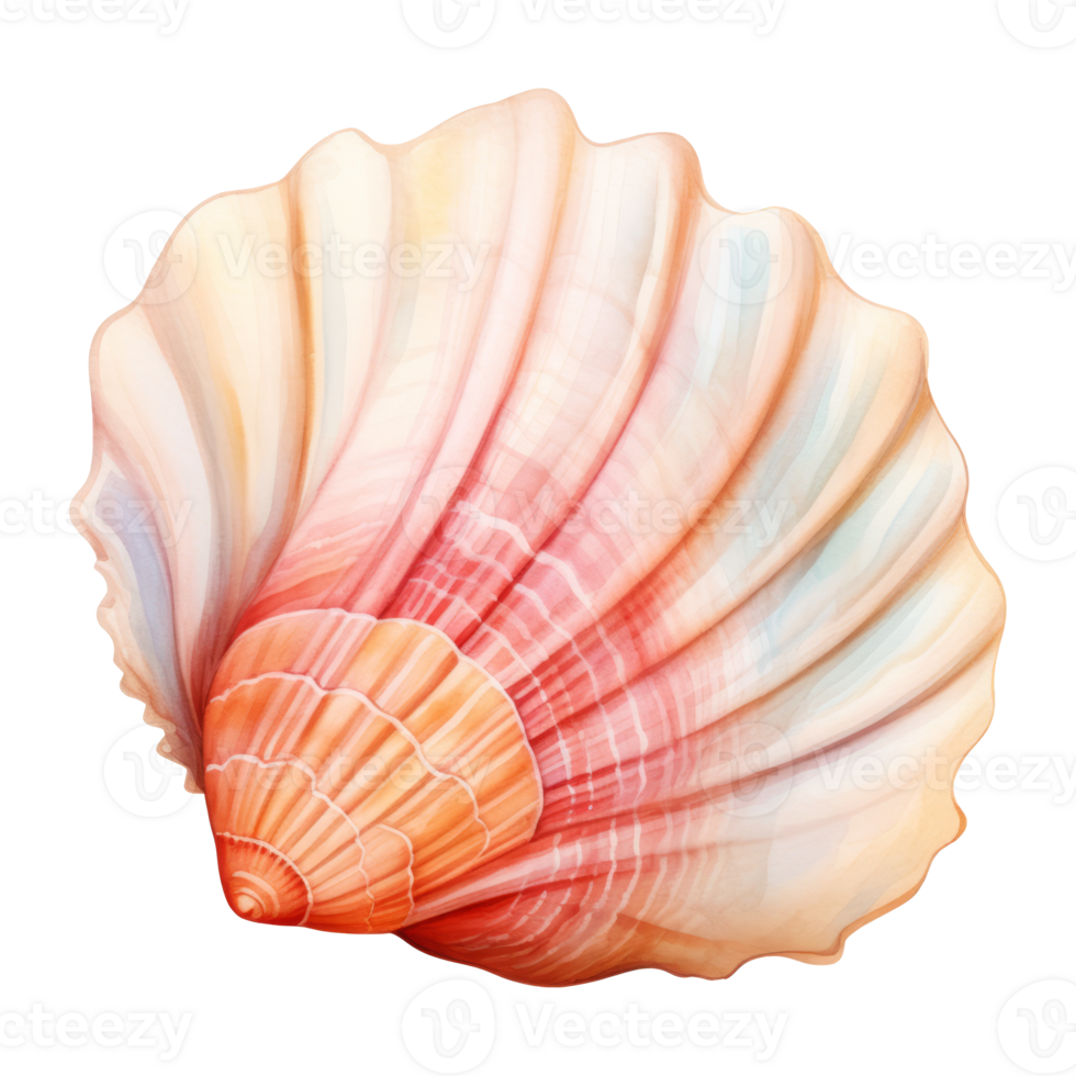 Seashell Isolated Detailed Watercolor Hand Drawn Painting Illustration png