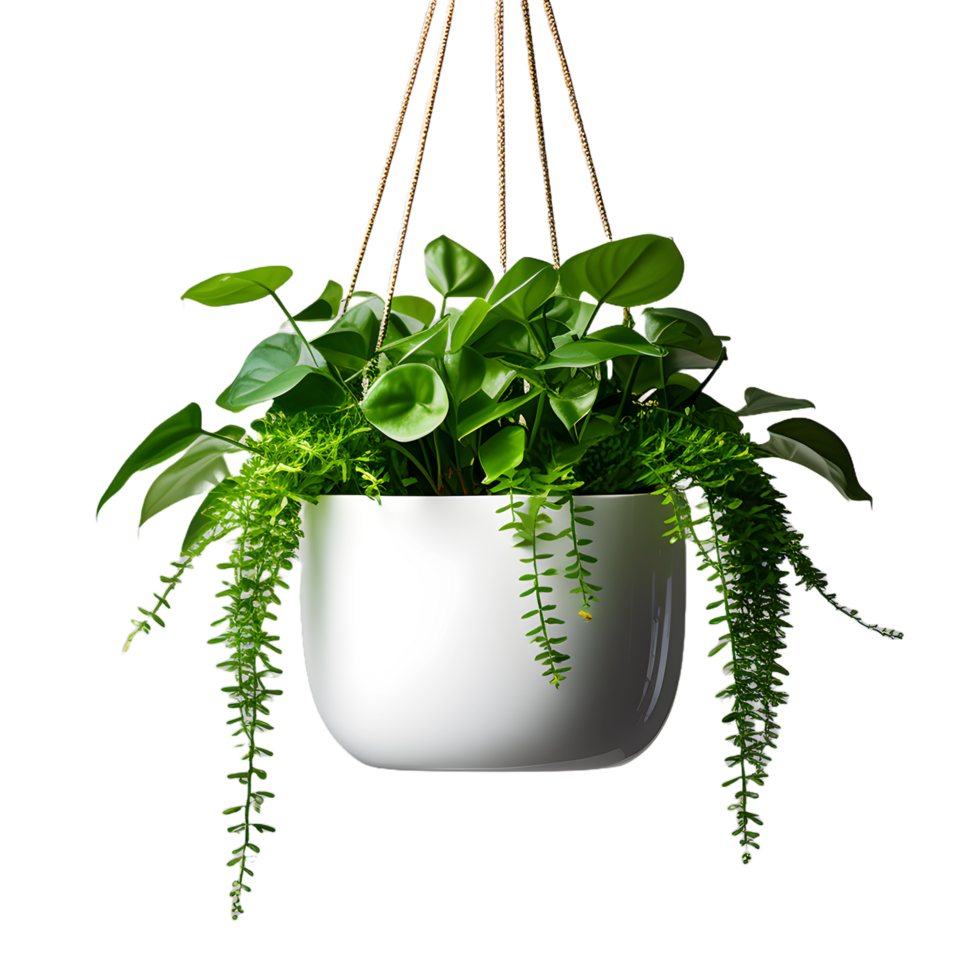 Plant hanging white pot isolated on White transparent background png