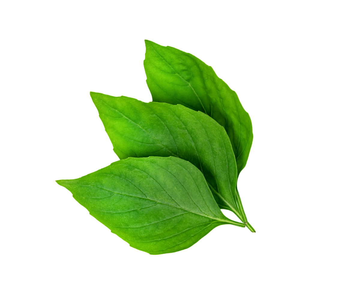 leaf fresh basil isolated, Green leaves pattern png