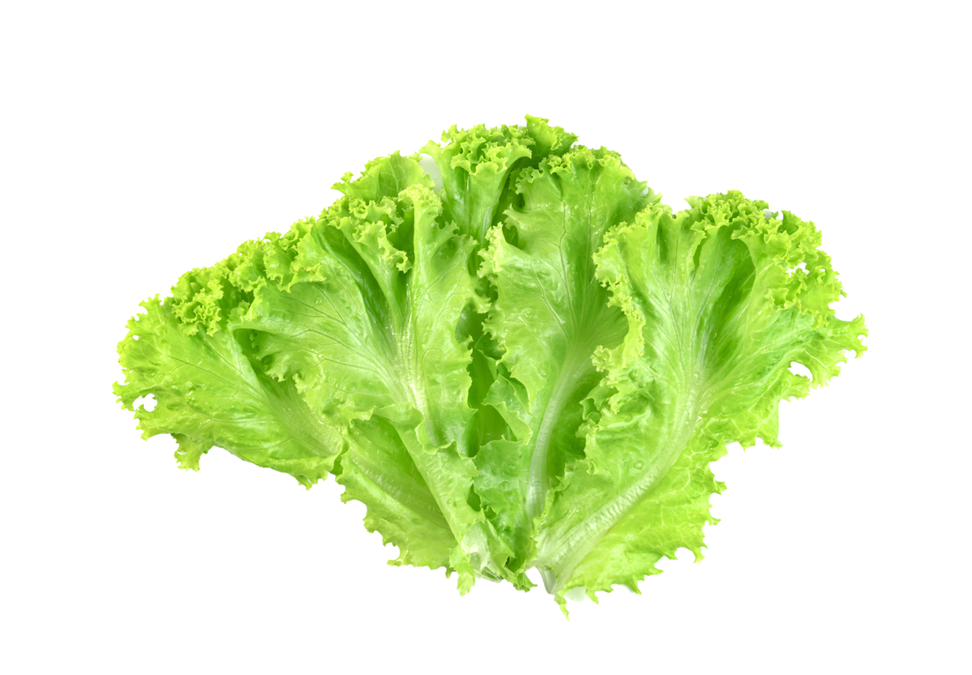 Lettuce leaf isolated. Green leaves pattern ,Salad ingredient png