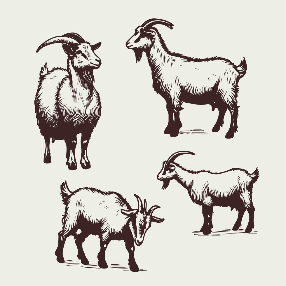 Vintage Hand Drawn Goat Bundle vector