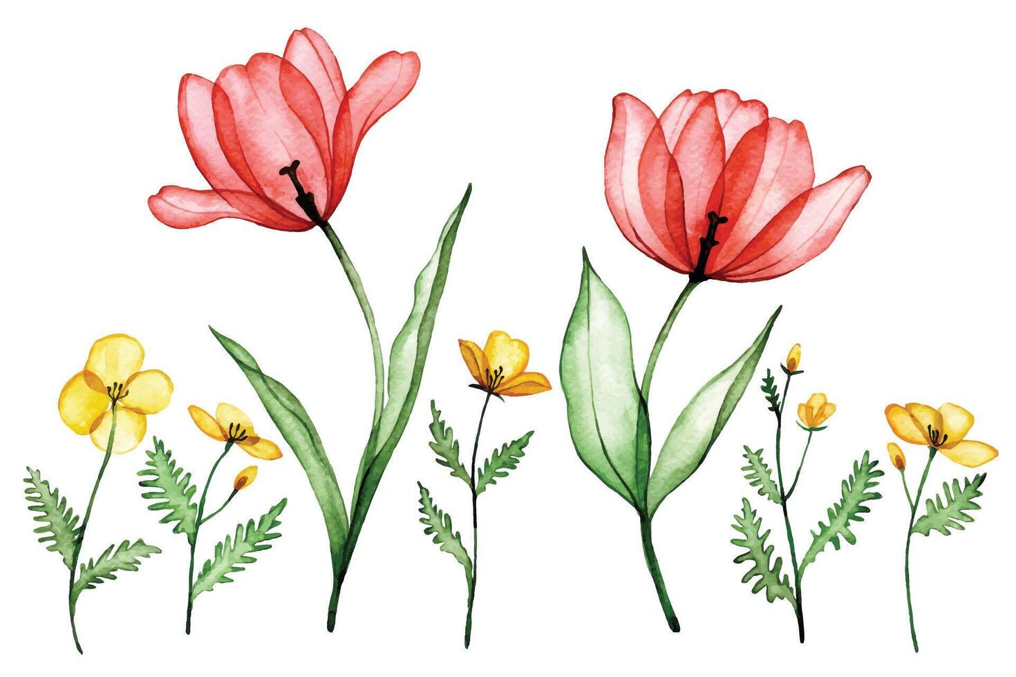 set of transparent tulip flowers. watercolor drawing, spring flowers x-ray vector