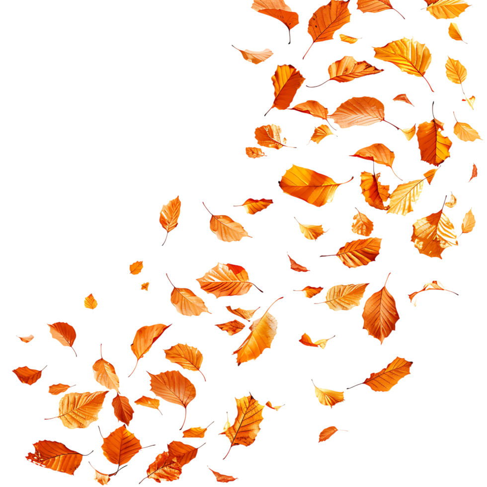 Autumn leaves flying on isolated transparent background png