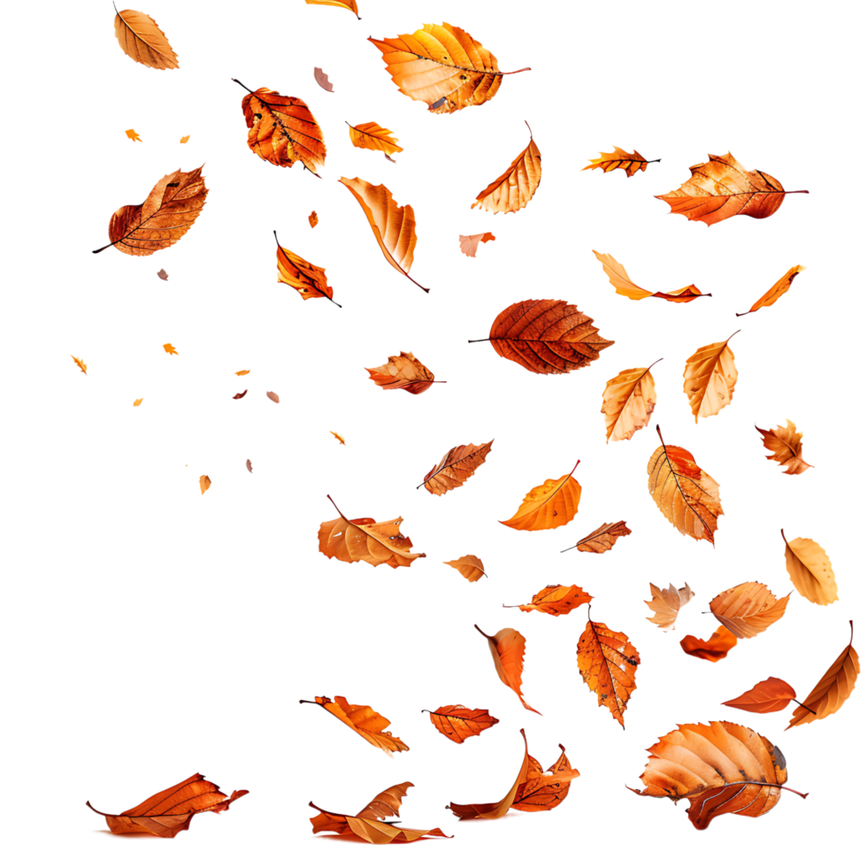 Autumn leaves flying on isolated transparent background png