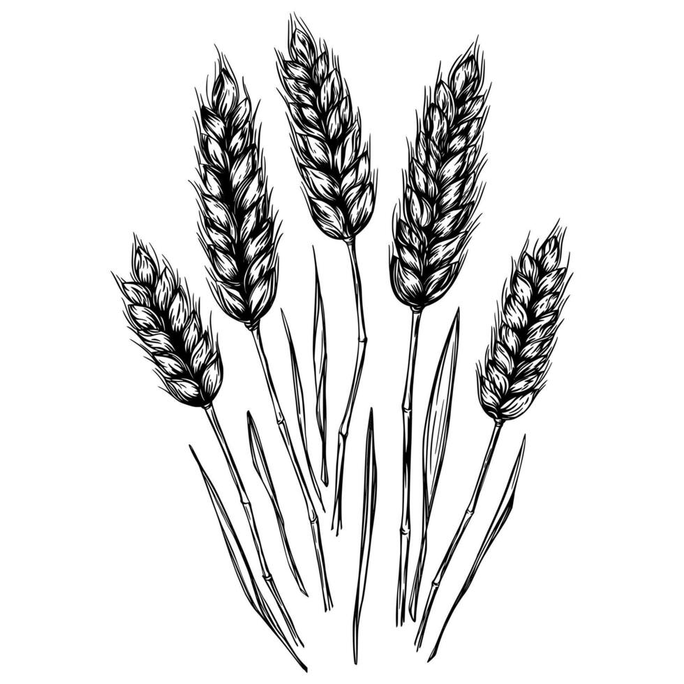 Set of wheat, rye or barley ears with straws. Black and white ink isolated illustration in sketch line style. vector