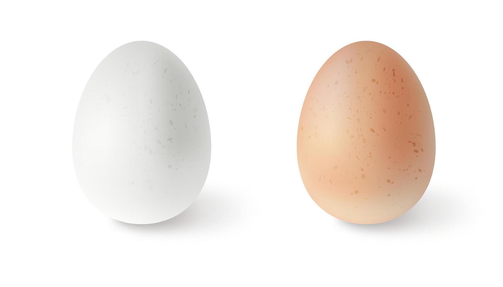Set of realistic chicken eggs. illustration isolated on white background vector