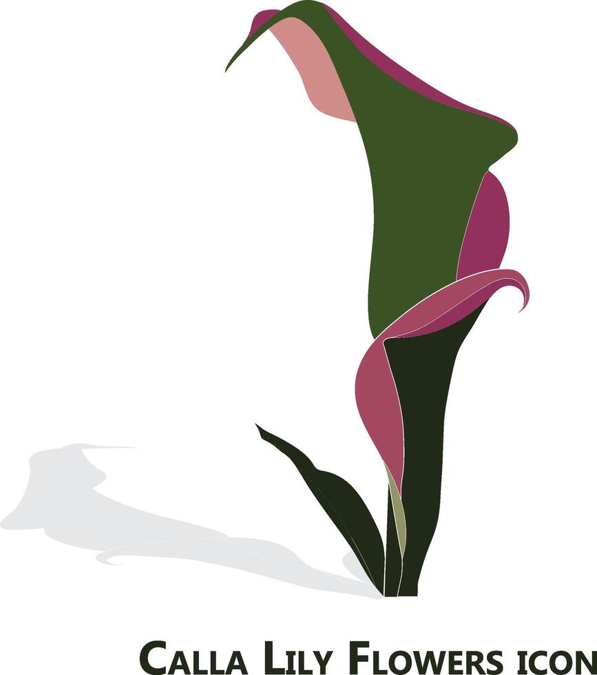 calla lily flowers on white background vector